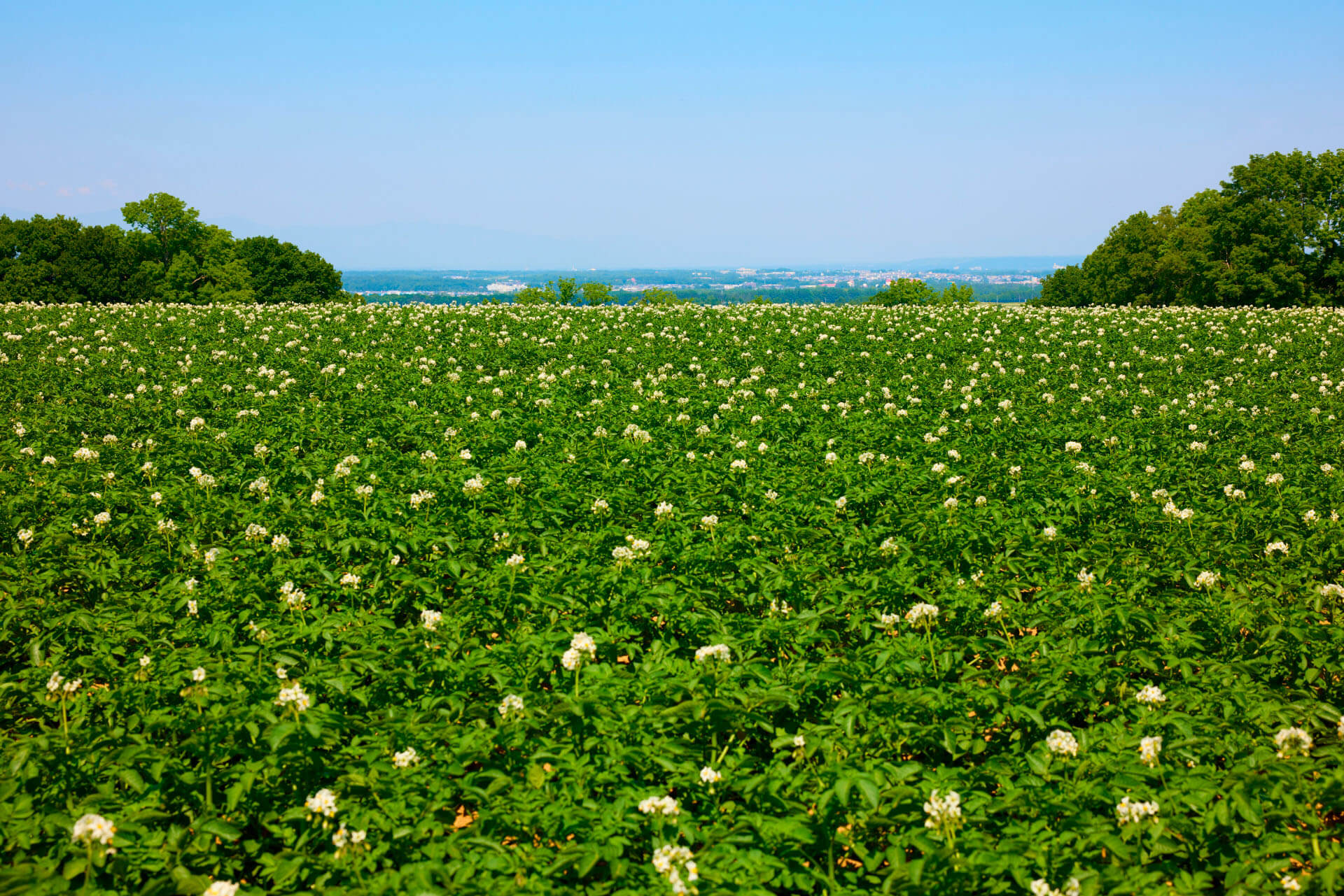 FUTURE CROPS フューチャー クロップス キクラゲ